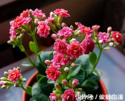 妙招|长寿花漂亮又艳丽,教你3个盆栽长寿花的小妙招,长的越来越旺盛