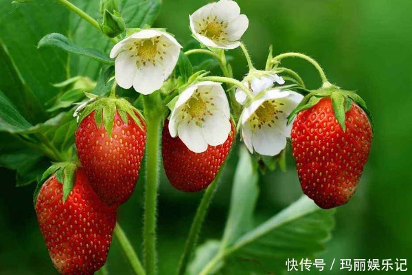 一样是草莓,遇到以下4种,白送也不能要,果农从不让自家人吃!