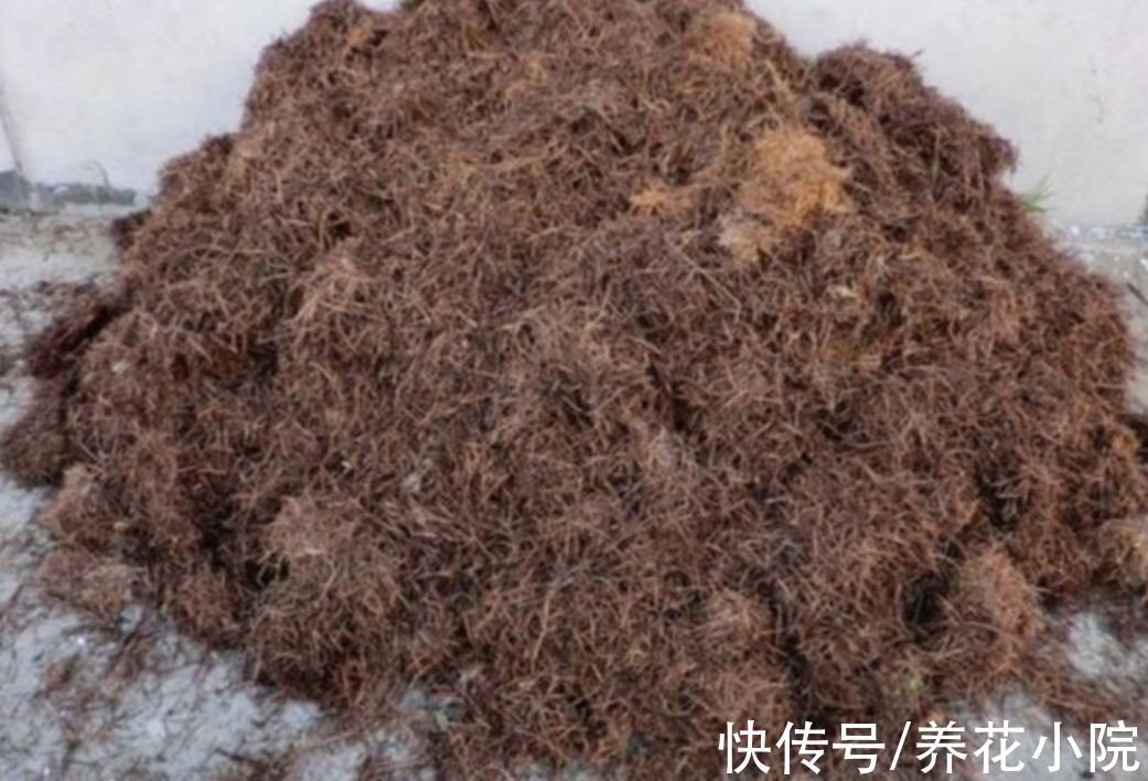 花卉|用松针土养花,要做好3件事,否则啥花也长不好