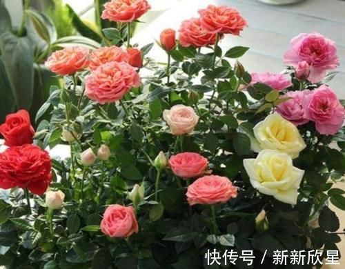 月季|4款艳美的花卉,花大色艳花期长,好养易爆盆,惊艳如花球