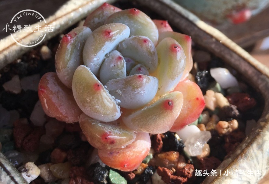 少犯这3错,浇水“反着来”,多肉才能健康生长,越养越胖