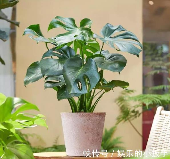 卧室养花,首选这3款,净化空气颜值高,摆上两盆睡觉香