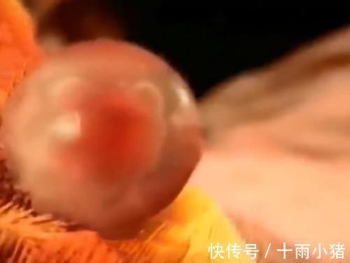 妈妈们|怀孕两个月,检查没有胎心胎芽,只有个空囊?这是什么情况啊?