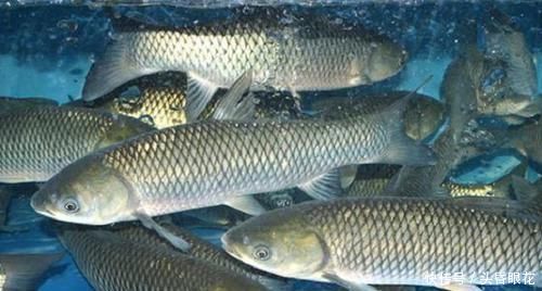买鱼时,优先选择这6种鱼,肉多刺少营养也高,贵也要多给孩子吃