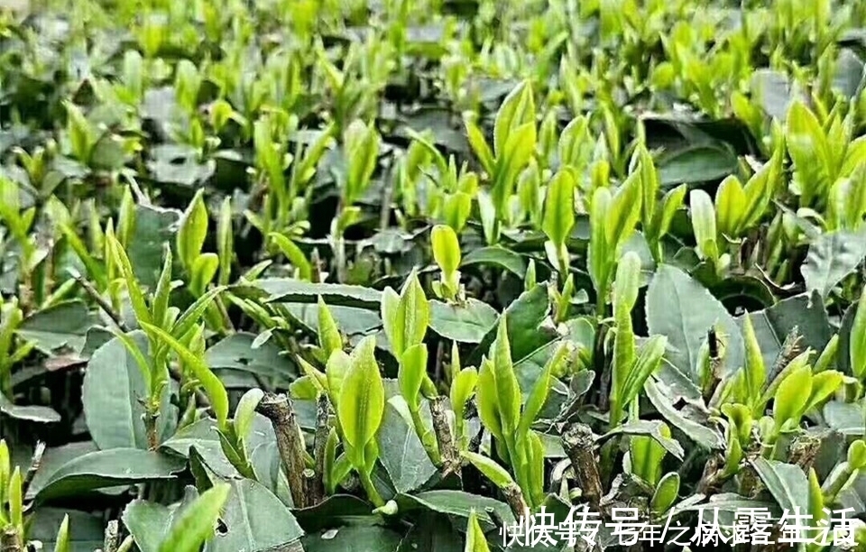 七情郁结|上宣肺气,下温肾寒,通理上下诸气,解七情郁结,行气定痛、温肾