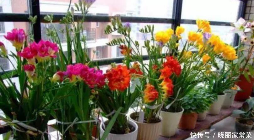 此款花卉便宜又好养,幽香暗淡,花型圆滚惹人爱,值得拥有