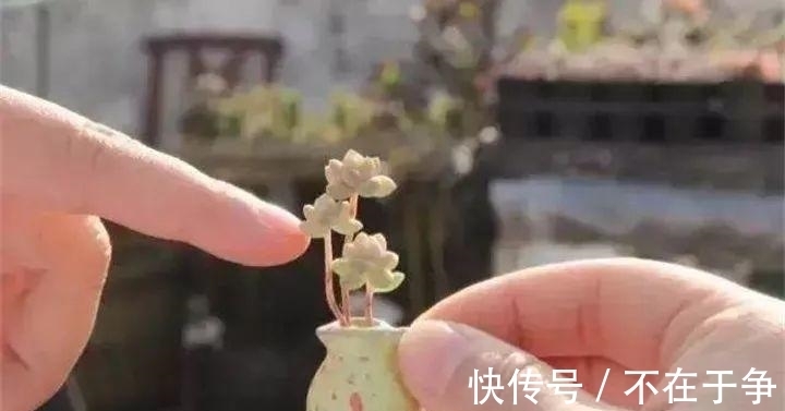 白美人|“拇指大”的花盆，被她塞了几十棵多肉，养一年都不是事！