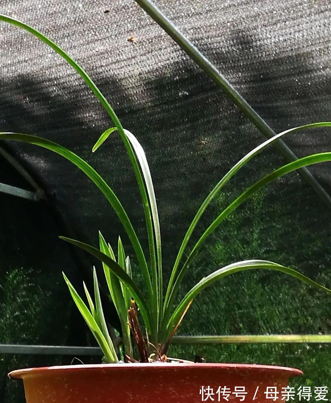 冬季兰花怎么服盆？这两个细节不要做错，来年新芽生长更壮实