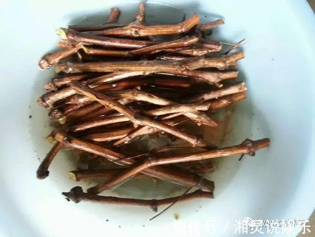 种阳台葡萄|葡萄树掌握2个小窍门，轻松繁殖10盆，种阳台葡萄吃不完！