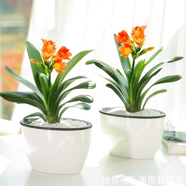 养花|养花不用施肥,将此物扔盆栽里,叶子又绿又亮,花开爆盆