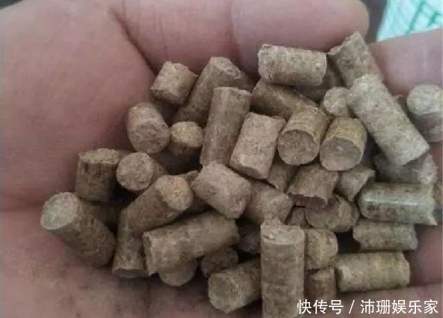 饵料|钓鱼时饵料里加点小鸡饲料,取材方便效果绝佳,鲫鱼鲤鱼全都来!