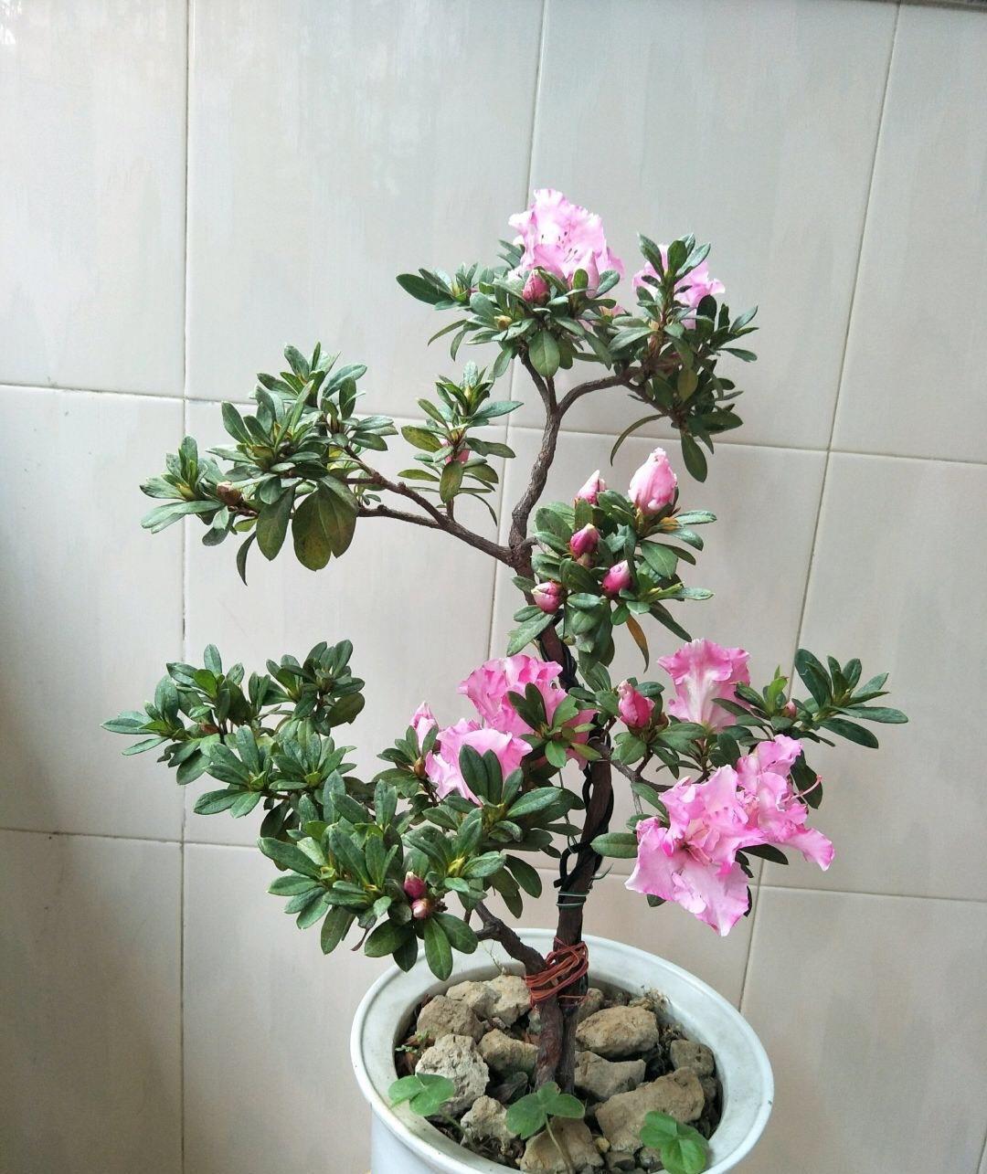 冬天养杜鹃,记住“两点”,春节就开花,花色艳花苞“长满枝”