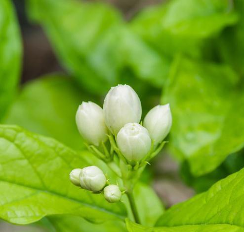 植株|茉莉养不好，注意这4个要点，枝繁叶茂花大又香，少烂根黄叶