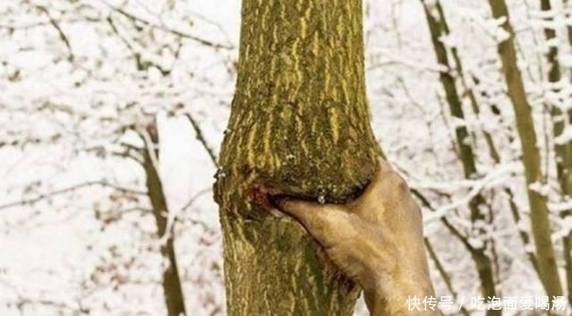紧紧抓住|49年紧紧抓住树干从未松手,成为世界奇观,网友称:还能这么玩?