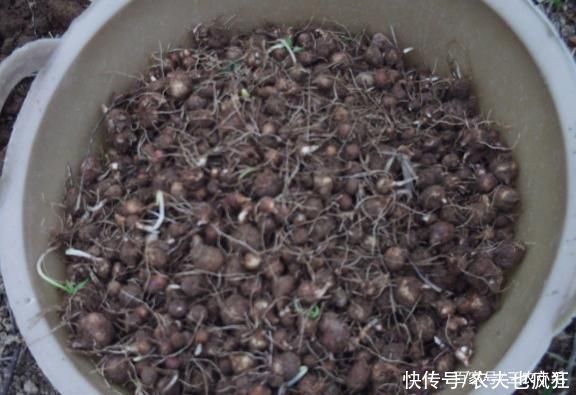 植物|常长在玉米地，有很强毒性不能生吃，20年前很多人挖它挣学费