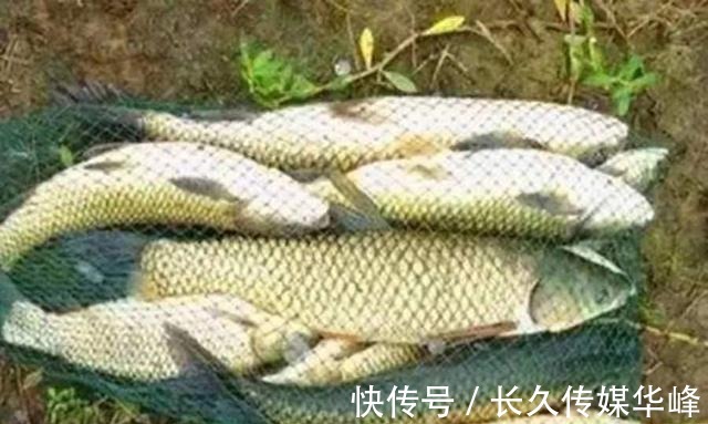 垂钓|气温高,草鱼就不好钓了?试过这几个钓法绝招的人,肯定是高手