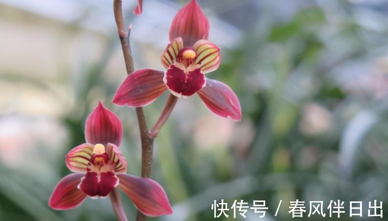 兰花|墨兰红神荷,一款品相独特的兰花,盆栽花大色艳,拍照十分美