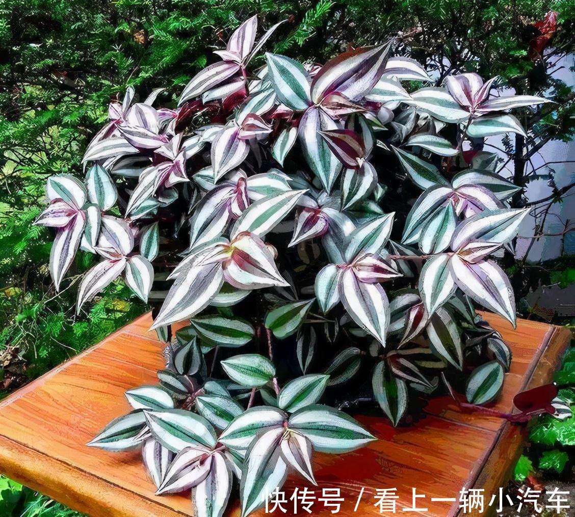 5种花不用太上心，越管越差，2个月不浇水，竟爆盆了