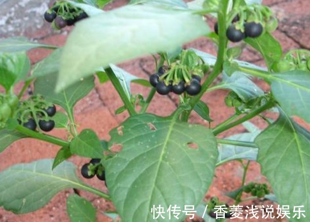 龙葵果|农村常见的“黑蛋蛋”,是口腔溃疡的良药,还能活血解毒!