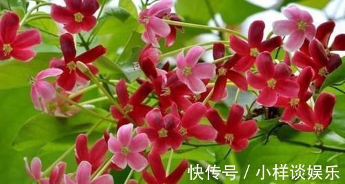 潮湿|3种花是花中劳模，一开就能爆盆一片花海，四季都能有花赏