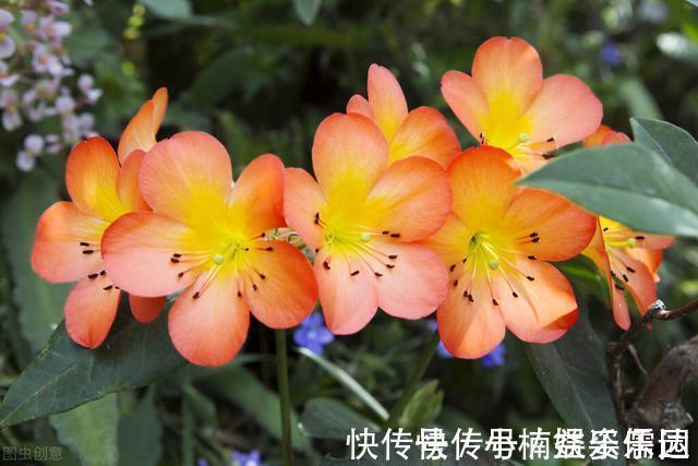 做法|怎样让君子兰一年长出8片叶子?他的做法,值得我们学习