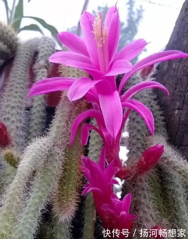 仙人掌科类|秋冬就养这“花”,越冷越爱开,比蟹爪兰还漂亮,养100盆也不多