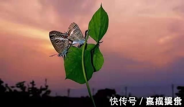 双蝶#蝴蝶诗词28首爱你无由且醉人,双蝶一吻定黄昏