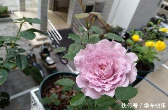 它的枝条,沾上水土就生根,漂亮好养味道香,关键花期长,花量大!