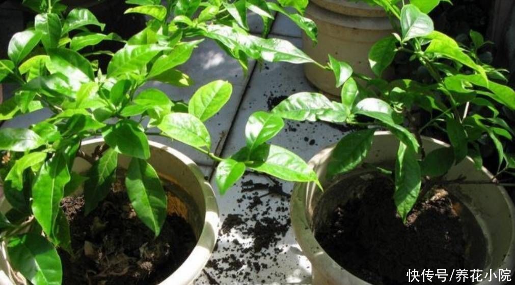 秋天|秋天给花卉换盆，4个关键点要注意，否则也是难服盆