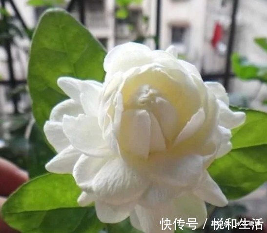 再见了绿萝！我国又一室内香花一夜走红，花开洁白，比桂花好闻
