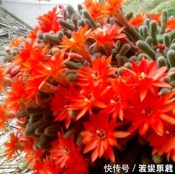 10款能吊起来养的多肉,一个比一个美,还不占地方