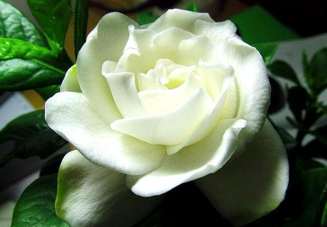 栀子花叶子打蔫没精神，从四点入手，做好叶片油绿精神，花开满枝