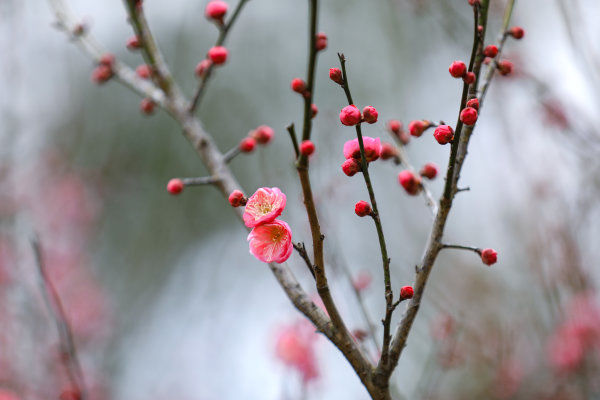 梅花盛开