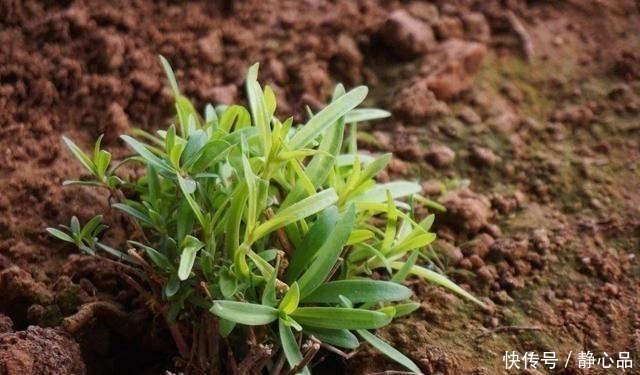 相对性|山上一野菜,半个月就可采摘一次,市场一斤卖60元,见到请珍惜