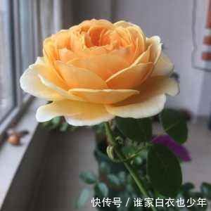 最值得养的盆栽花,漂亮不输牡丹,花香四溢,四季开花,还很好养