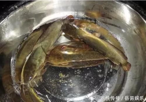 肉质|山涧溪流的这种鱼,肉质比河里的鱼鲜嫩,用来煮汤非常美味!