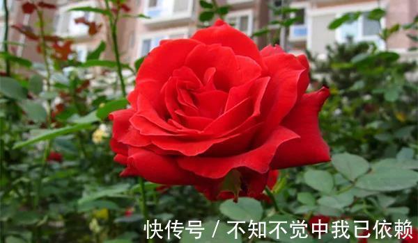 月季开花爆盆很简单,用3种自制花肥,吃了蹭蹭长,轻松满盆!