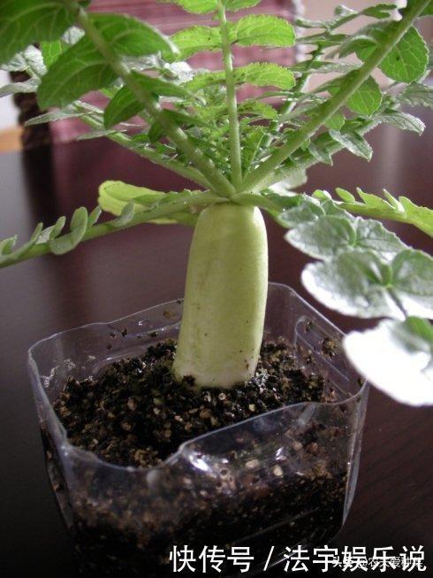 邻居拿“瓶子”种的菜,看着收成还不错,青菜豆芽吃不停