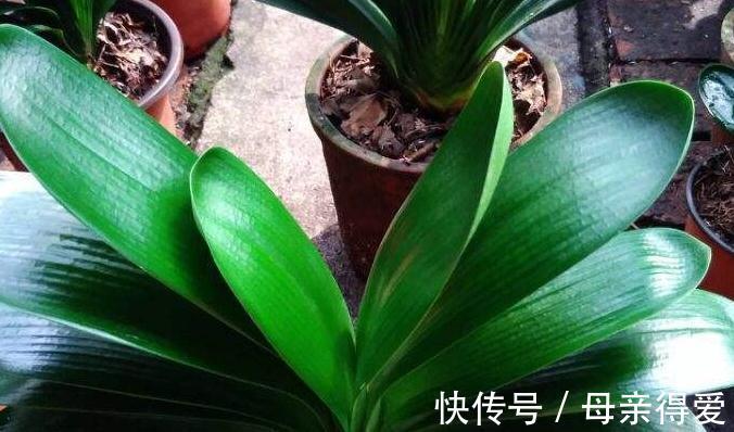 冬季养君子兰，浇上3种催花水，叶片翠绿，分分钟开花爆盆
