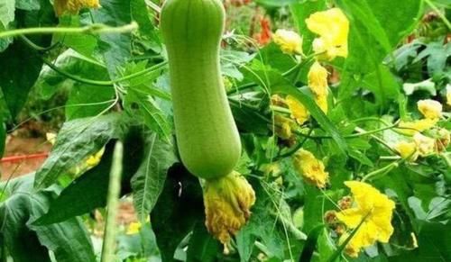  清理|爱美女性不可错过的3种食物，补血养颜，美白肌肤，清理体内毒素