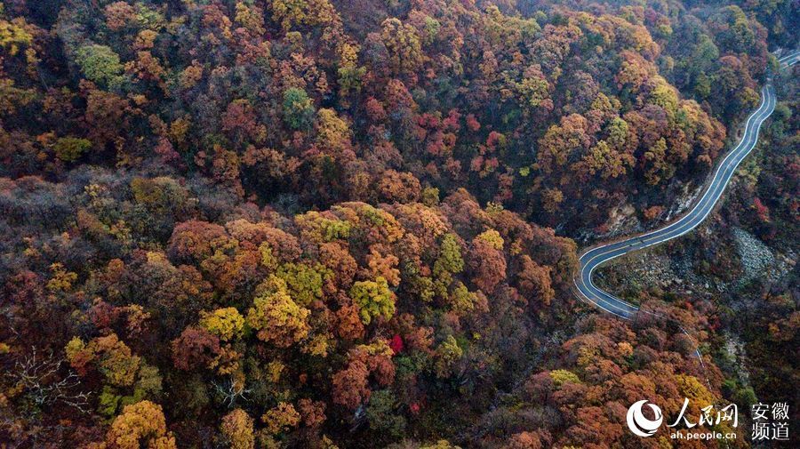  山路|航拍最美山路 俯瞰大别山层林尽染