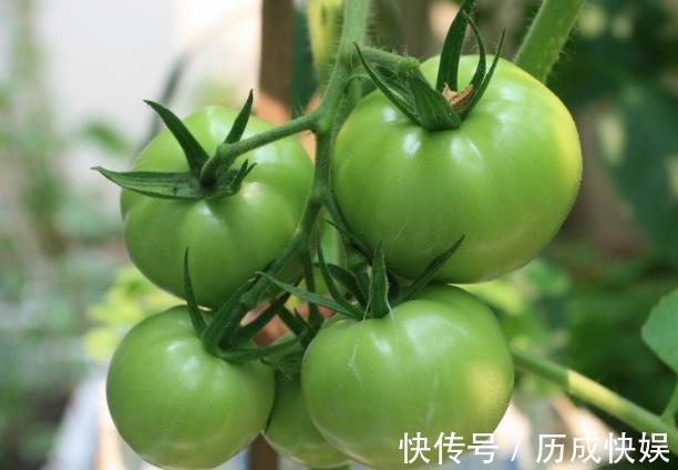阳台上最好养的“3种菜”，种一次，吃不完，收获一盆又一盆