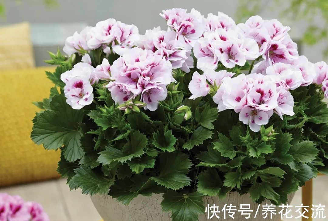 室内|15种可以在窗台上开花灿烂的室内盆栽,有散射光就能正常开花