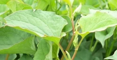 人到中年要学会多吃以下食物,排毒抗衰,降压减脂,好处多多