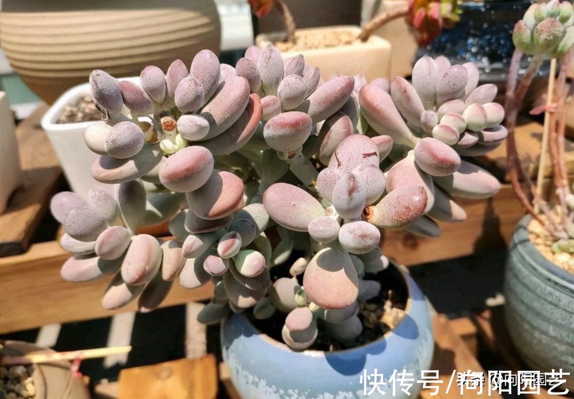 繁殖|养了这么长时间的多肉,你有后悔吗?是不是也想要出坑了