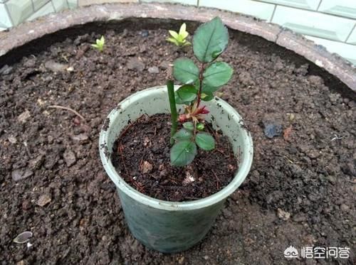 繁殖|月季花什么时候可以扦插?花农是怎样繁殖月季花的?