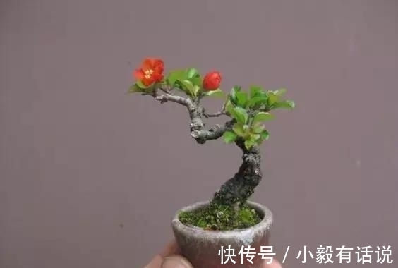 微型盆景越来越受欢迎，这里是它们的“集中营”，都是你想知道的