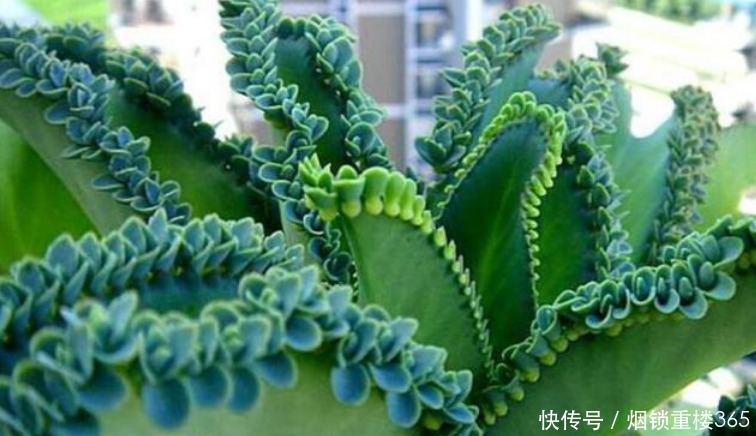 养花|“4种花”是懒人的最爱,有阳光就爆盆,四季都能开花,养花必备