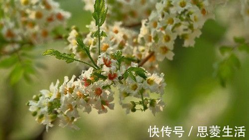 生肖狗|近期，缘分桃花绝处开出，真爱来袭，爱情之光重新照耀的4大生肖