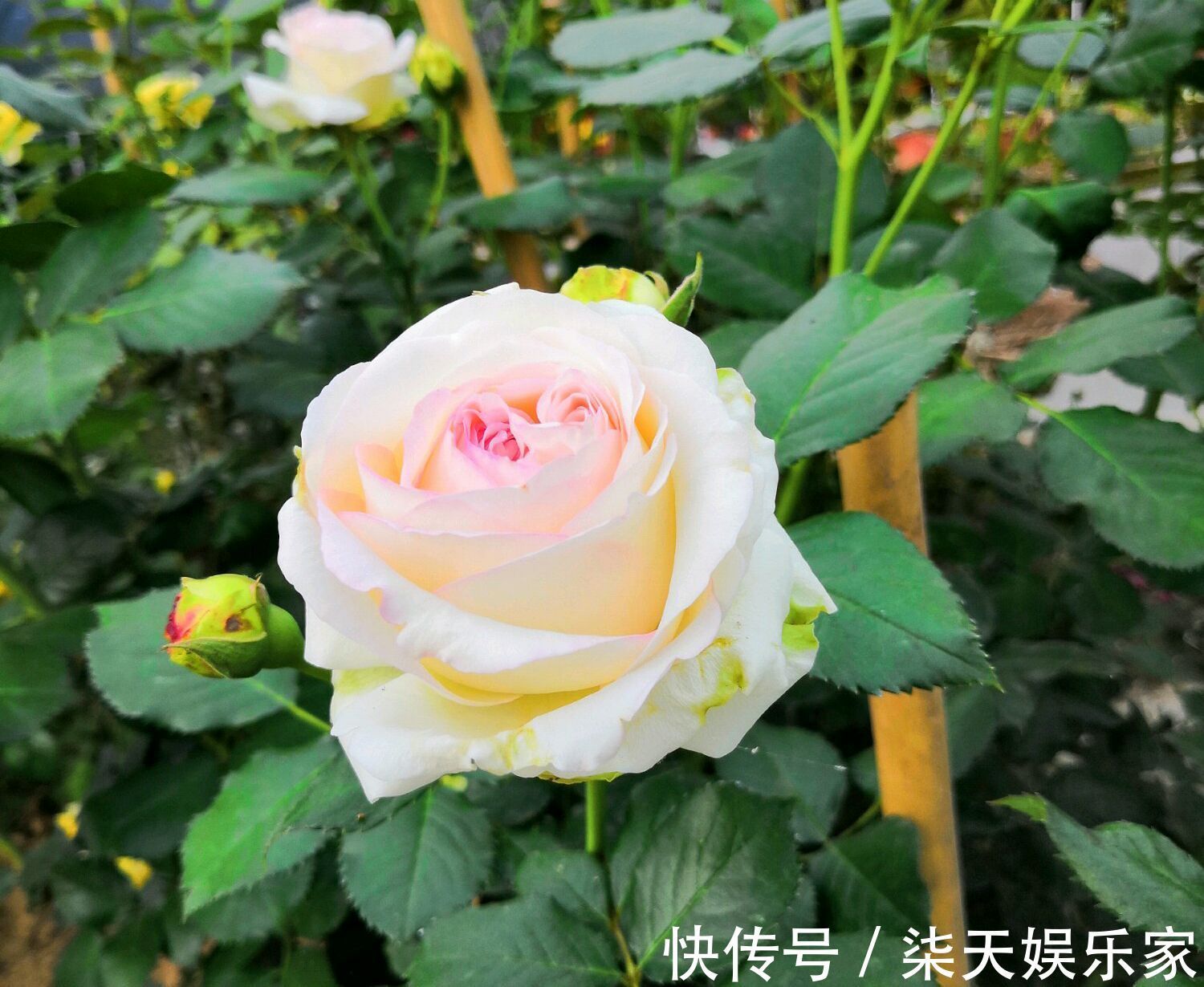 阳台上|月季花怎么养才会枝壮花多长势旺农艺师分享要注意的5个方面